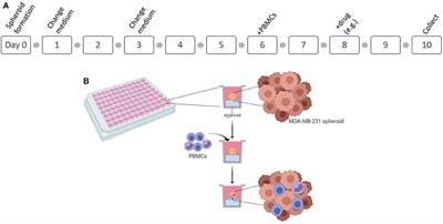 Frontiers Establishment Of A D Co Culture With Mda Mb Breast